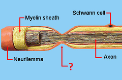 <p>- Gaps in the myelin sheath to which voltage-gated sodium channels are confined.</p><p>- Allow rapid, efficient, and amplified conduction of nerve impulses through saltatory conduction</p>