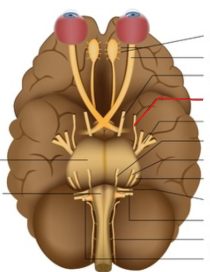 <p>A cranial nerve that controls the superior oblique muscle of the eye.</p>
