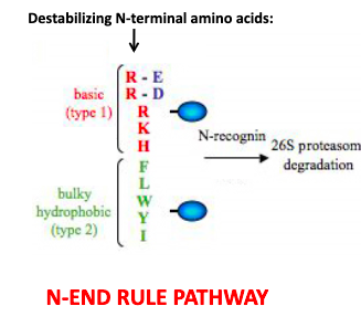 <p>degradation pathway that uses the N-terminus amino acid Arginine to signal for degradation by 26s proteasome </p>