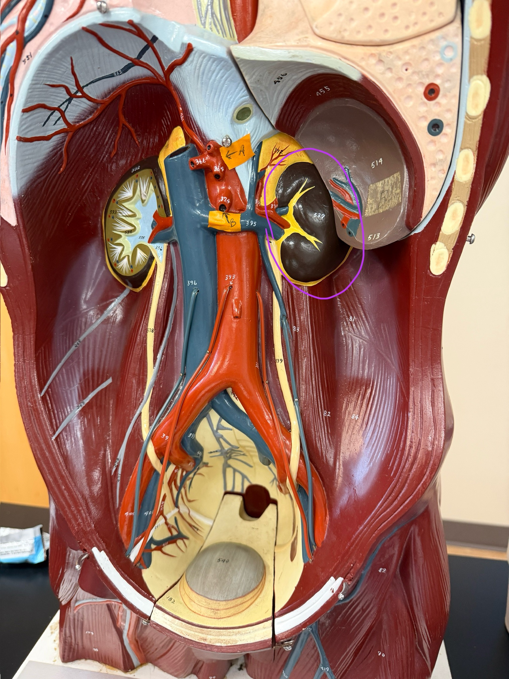 <p>name this organ</p>