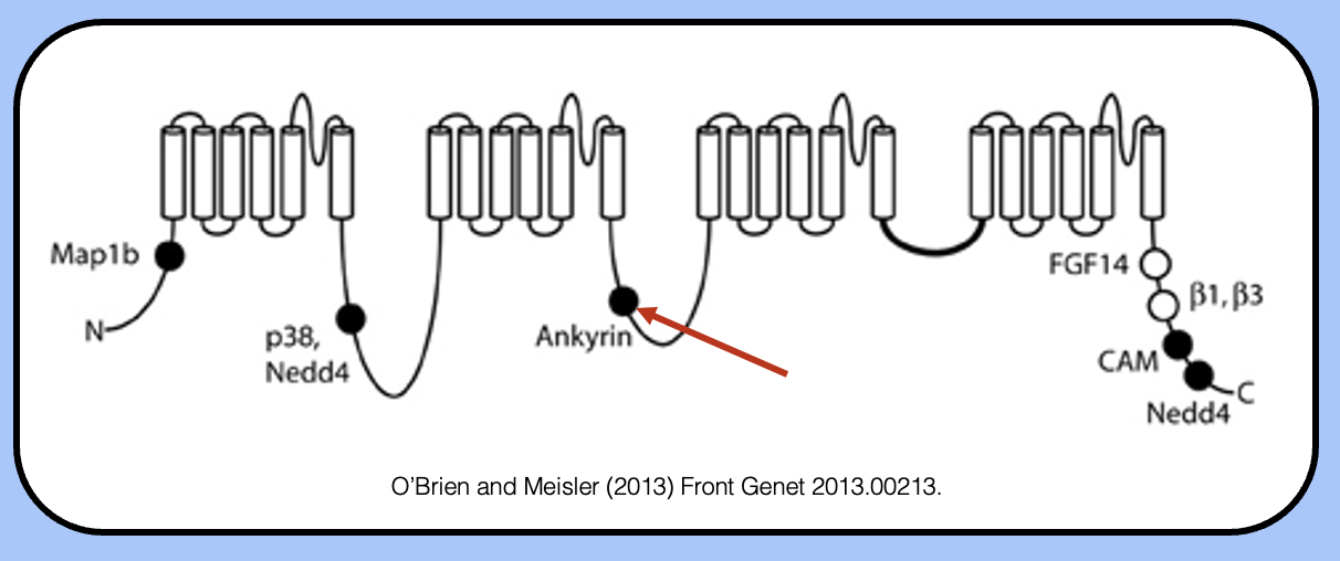<p><span style="font-family: "Helvetica Light";">&nbsp;- sodium channels contain a nine-amino acid motif in their intracellular&nbsp; DII–DIII linkers that allows them to interact with AnkyrinG.</span></p><p><span style="font-family: "Helvetica Light";">&nbsp;- when engineered onto other channels, this motif is sufficient to localize somatodendritic potassium channels to the AIS.</span></p>