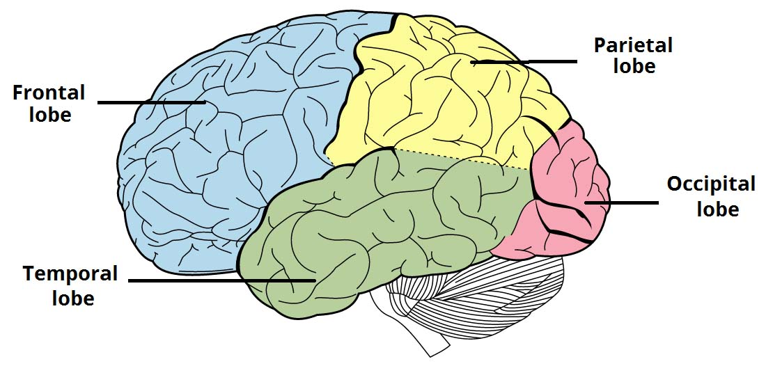 <p>Can you identify the lobes of the Cerebrum?</p>