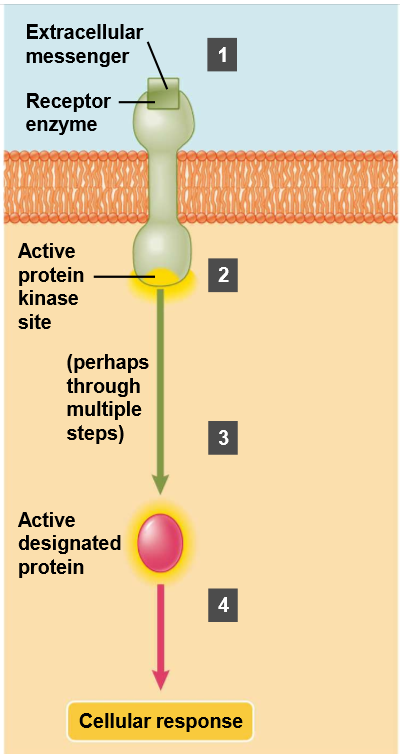 <p>What is a receptor-enzyme complex?</p>