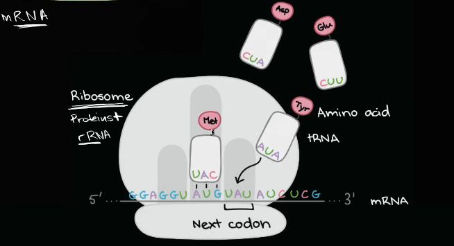 <ul><li><p>Site of protein synthesis</p></li></ul><ul><li><p>Composed of:<strong> 60% rRNA </strong>and <strong>40% protein</strong></p></li><li><p>2 subunits (small and large)</p></li><li><p><strong>E site </strong>= exit site - ejects</p></li><li><p><strong>P site</strong> = peptidyl site -pairs</p></li><li><p><strong>A site</strong> = acceptor/ aminoacyl site - attaches</p></li></ul><p></p>