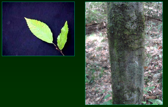 <p>•</p><p>Betulaceae</p><p>•</p><p>Very similar to Ostrya virginiana</p><p>•</p><p>Usually found in bottomlands</p><p>•</p><p>Key Characters:</p><p>•</p><p>Serrate leaves</p><p>•</p><p>Gray, fluted bark</p>