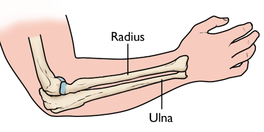 <p>What part of the bone of (Upper-Limb)?</p>
