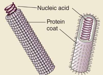<p>Describe the morphology for <strong>Helical</strong> and give an example.</p>
