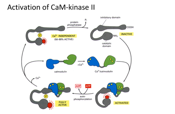 <ul><li><p>the protein <strong>calmodulin </strong>(CaM) binds to calcium at <strong>4 binding sites </strong>by cooperative binding (<strong>sigmoidal </strong>kinetics = small response at low concentrations, large threshold response at high concentrations, unlike michaelis-menten)</p></li><li><p>binding of 4 calcium causes a large <strong>conformational change</strong></p></li></ul><p></p><ul><li><p>the inactive <strong>calmodulin-dependent kinase II </strong>(CaM-kinase II) has an <strong>inhibitory domain </strong>that blocks its own active site</p></li><li><p>this is activated when this form of calmodulin <strong>binds </strong>and triggers <strong>auto-phosphorylation</strong></p></li></ul><ul><li><p>calmodulin falls off but CaM-kinase II <strong>remains </strong>active and can phosphorylate many different targets in a large enzymatic network, including activation of the cell cycle</p></li></ul><p></p>