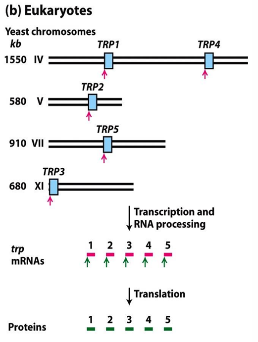 <p><span>Each gene has its own promoter and produces a monocistronic mRNA; related genes (e.g. </span><em>TRP1–5</em><span> in yeast) are scattered across different chromosomes.</span></p><ul><li><p>Single proteins</p></li></ul><p></p>