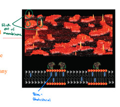 <p>-fatty acid tails</p><p>-phospholipid or glycolipid head structure</p><p>-longer tails than phospholipid structures and stick up above the phospholipid membrane</p><p>-generate a lipid raft in which many proteins are embedded</p><p>-they stick out of the membrane</p>