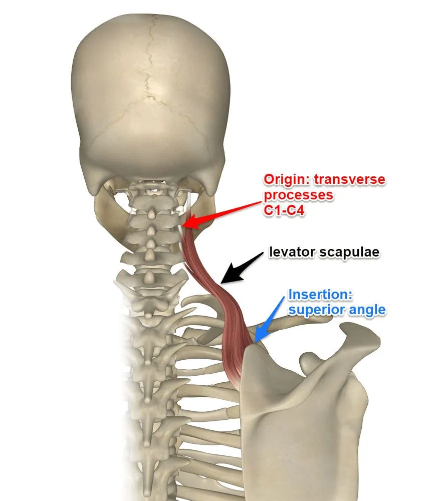 <p>origin: transverse process of C1-C4</p><p>insertion: superior angle (of scapula) + medial border</p>