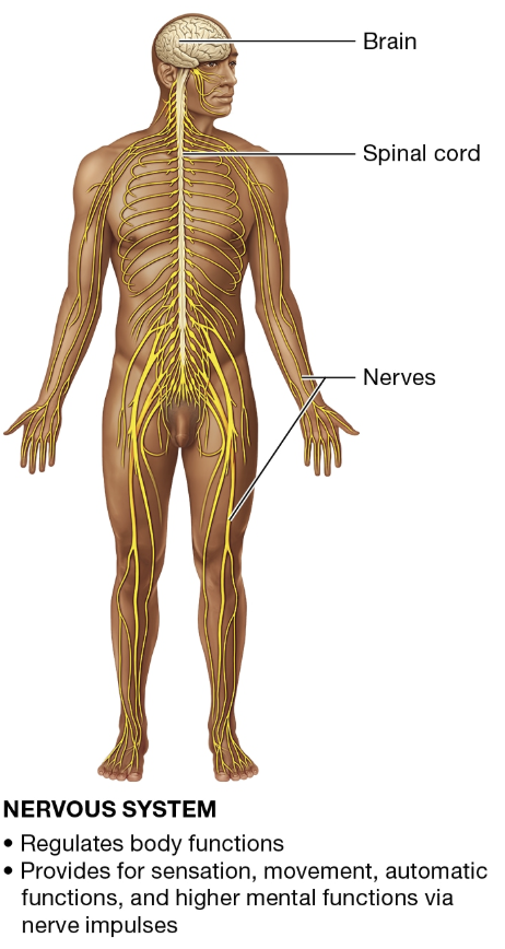 <p>NERVOUS SYSTEM</p>