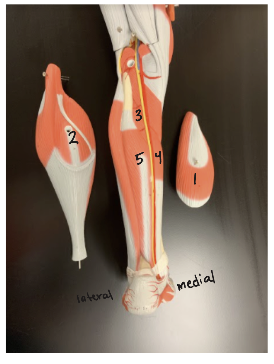<p>#4 muscle, origin, insertion, action(s)</p>