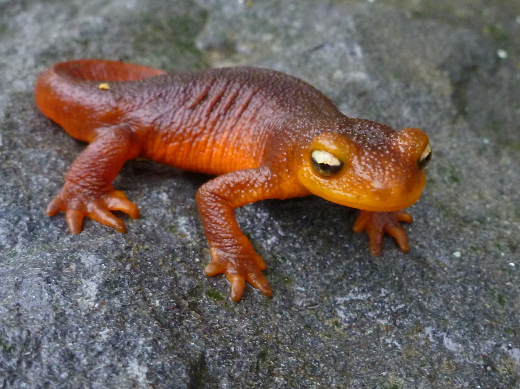 <p>Salamandridae<br>Taricha sierrae<br>Sierra Newt</p>
