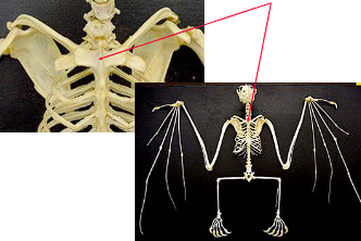 <p>What is this structure</p>