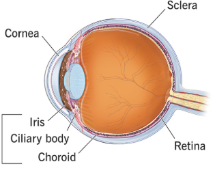 <p><span>The eye layer/tunic that consists of the choroid coat, ciliary body, and iris. Also called the uvea because of its similarity to a peeled grape. </span></p>