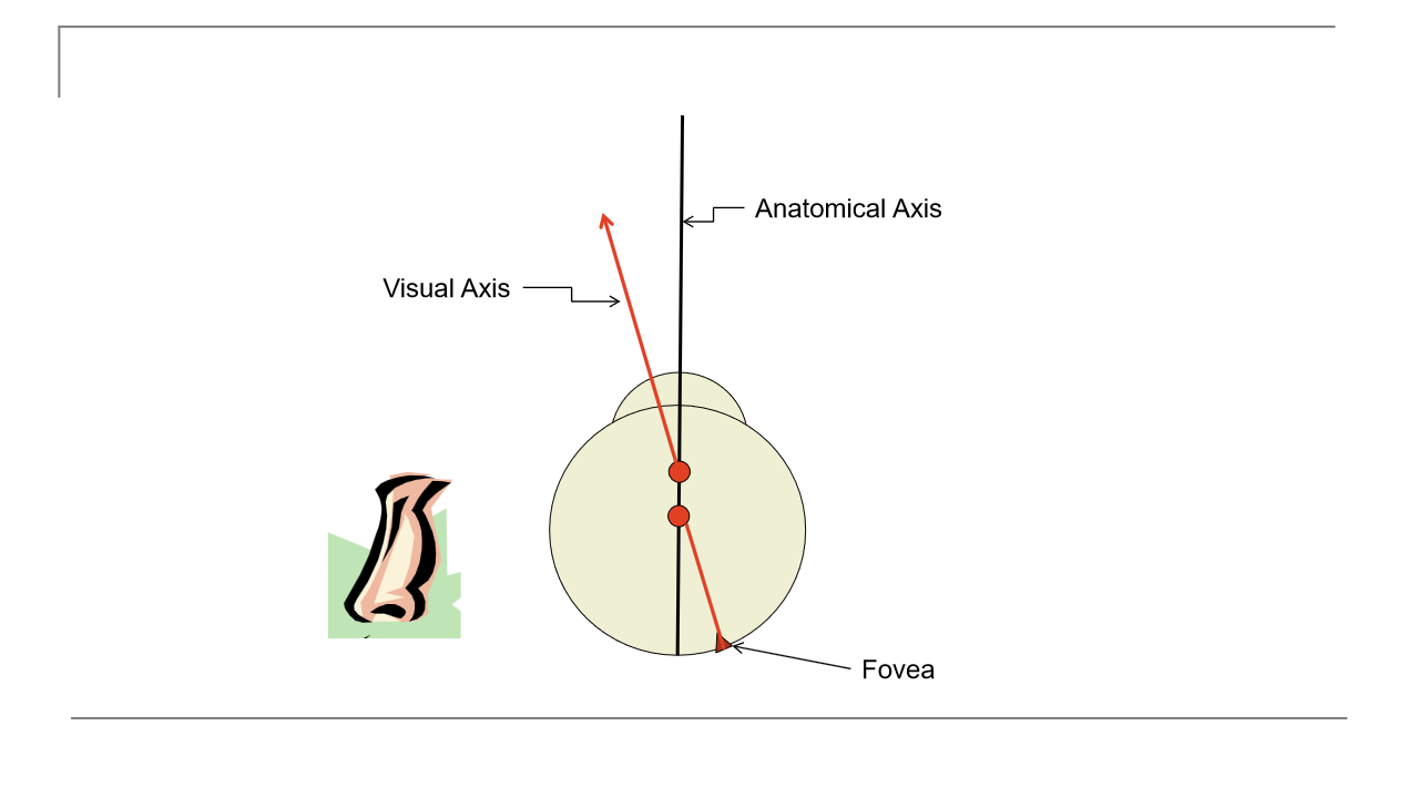 <p>The visual axis runs from the fixated object → nodal points → fovea. It is the best representation of true fixation direction, as it passes through the fovea, the point of highest visual acuity.</p>