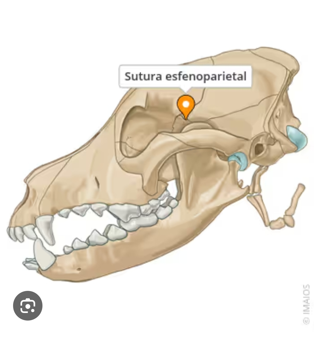 <p>sutura esfenoparietal</p>