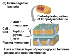 <p>Gram-negative bacteria</p>
