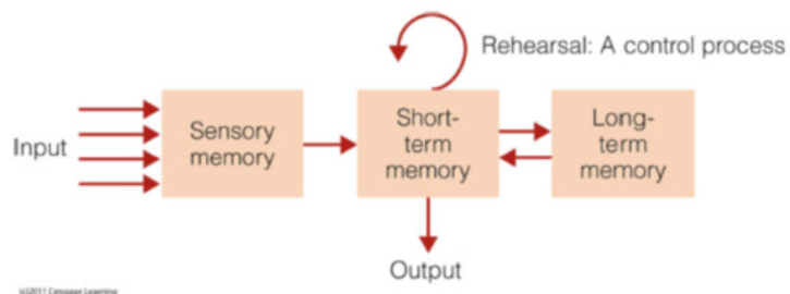 <p>The three-stage model of memory</p>