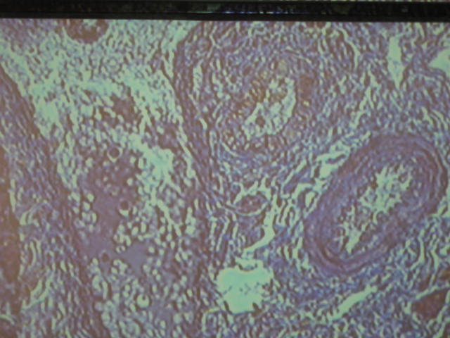 <p>Identify?</p><p>Lab Image 7-23</p>