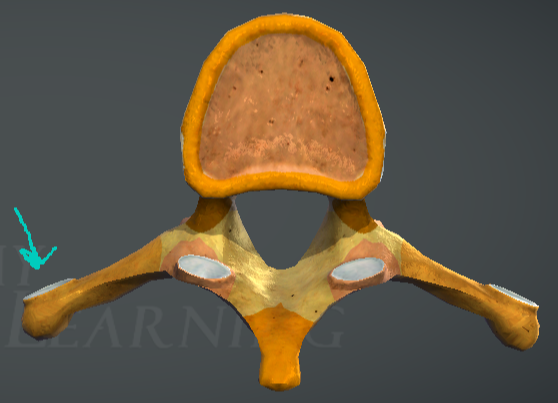 <p>Vertebra thoracia - гръден прешлен?</p>