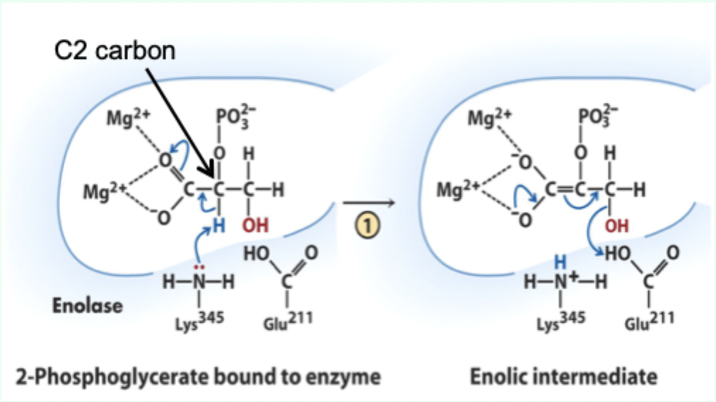 <p>Two Mg2+ ions lower its pKa (make it more acidic).</p>
