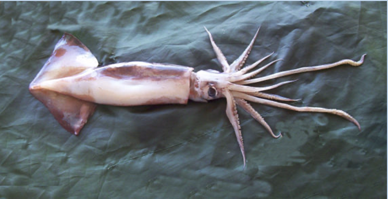 <p>Part of the mollusca phylum, name means “head” “foot”</p><p>Includes squid and octopus</p><p>Foot modified into tentacles, uses siphons for jet propulsion</p><p>Primarily feed with their <strong>beaks</strong>, and have a <strong>mantle</strong> as protective structure</p>