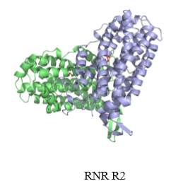 <p>what does the small subunit of RNR do</p>