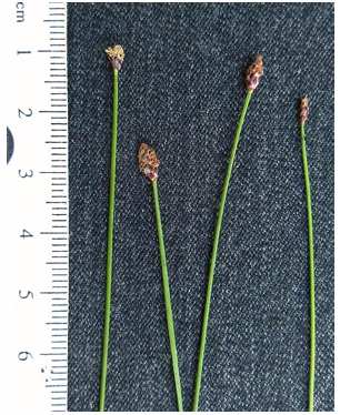 <p>spike rush </p>