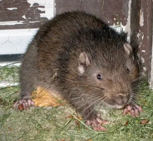<p>Aplodontidae</p>