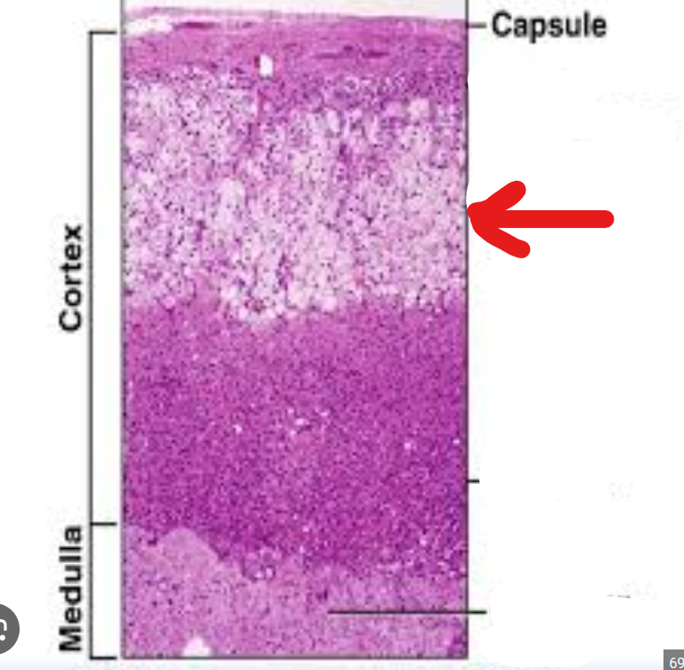 <p>Zona fasciculata</p>