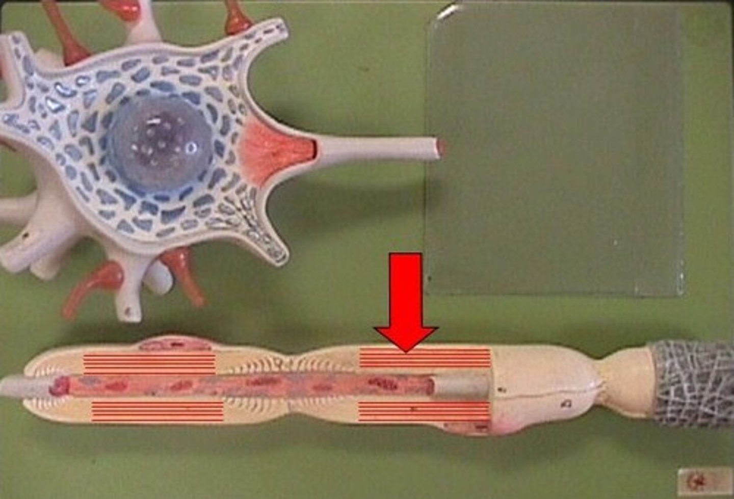 <p>type of feature?</p>