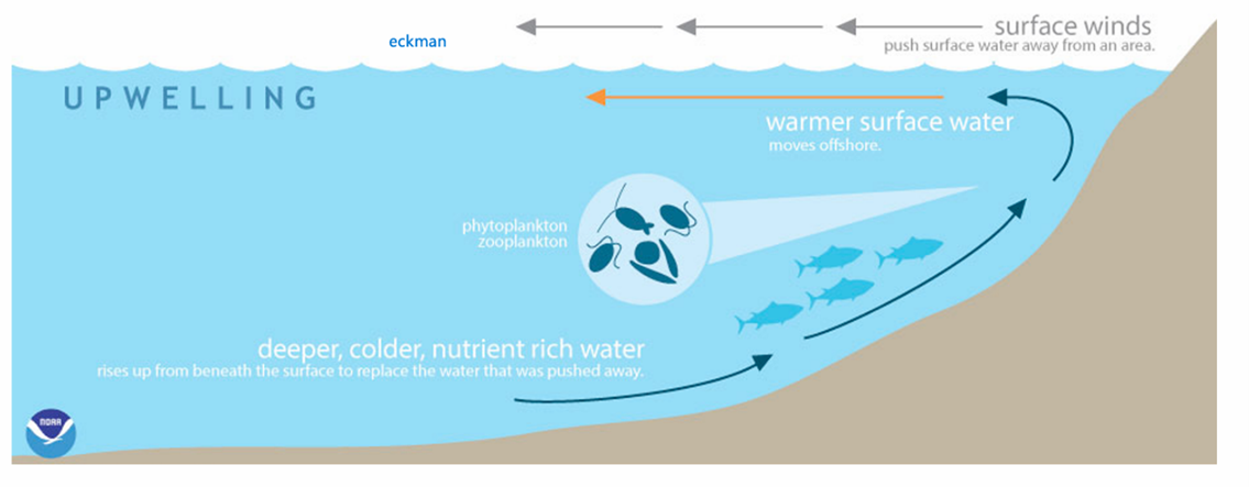 <p>Une remontée d’eaux profondes froides et riches en nutriments vers la surface (zone photique).</p><p>Quand le vent souffle parallèlement à la côte, il pousse l’eau de surface ; avec la rotation terrestre, l’eau de surface est déviée vers le large (transport d’Ekman). L’eau de surface part = “vide” à combler → remontée d’eau profonde.</p>