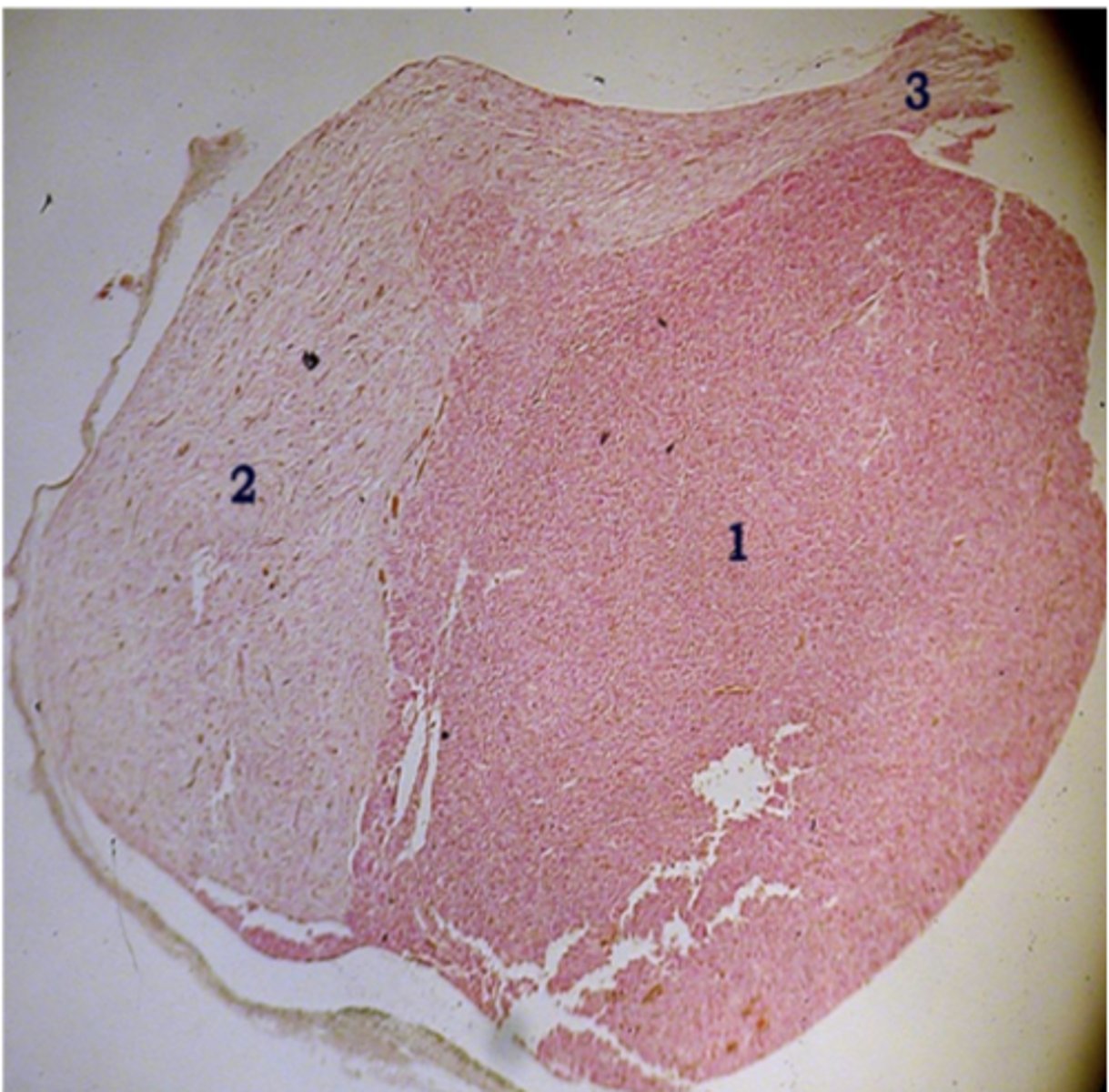 <p>Identify the organ</p>