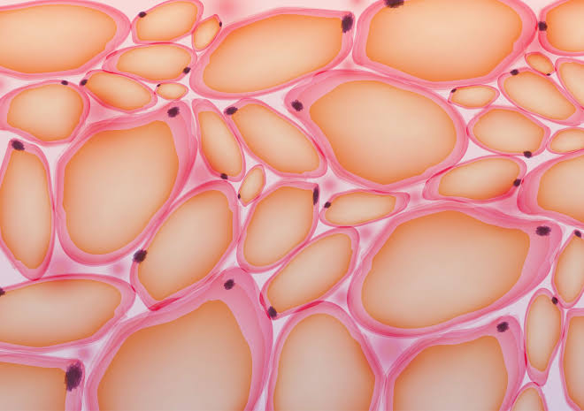 <p>Adipose Tissue </p>