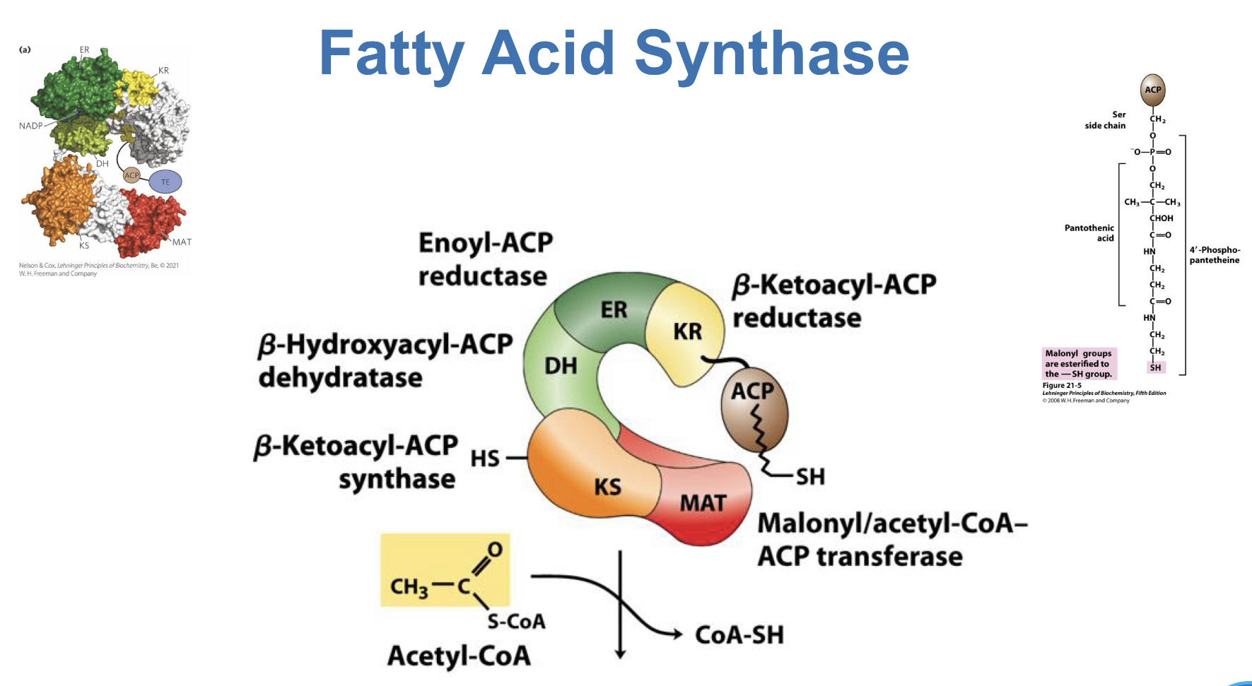 <p>Fatty Acid Synthase</p><ol><li><p>ACP - Acyl carrier protein (Swings around and brings substrate to each subunit)</p></li><li><p>KR - β-Ketoacyl-ACP reductase</p></li><li><p>ER - Enoyl-ACP reductase</p></li><li><p>DH - β-Hydroxyacyl-ACP dehydrogenase</p></li><li><p>MAT - Malonyl/acetyl-CoA-ACP transferase</p></li><li><p>KS - β-Ketoacyl-ACP synthase</p></li></ol><p></p>
