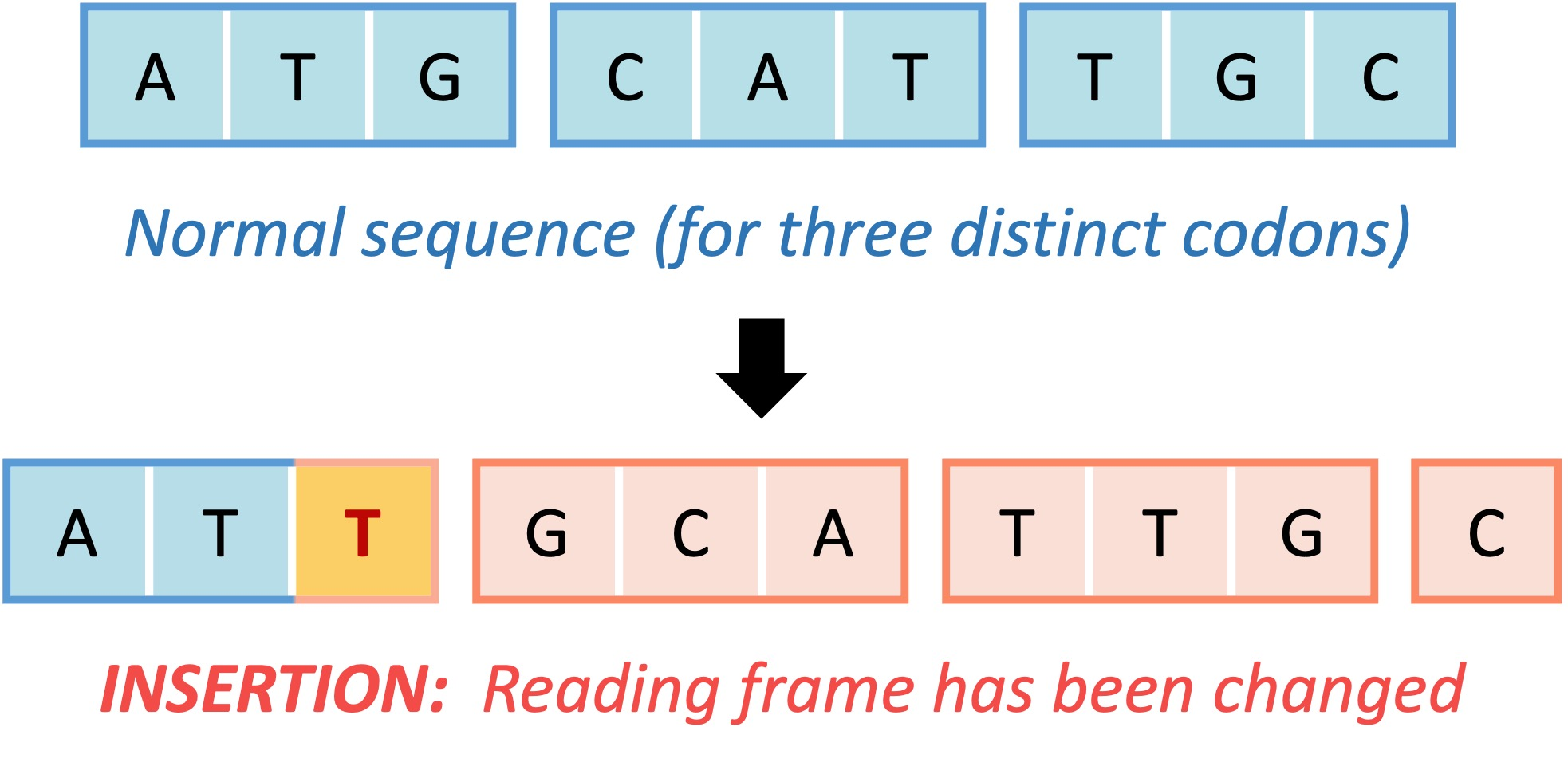 <p>Occurs due to an addition or deletion of a nitrogenous base</p><p>Causes a complete shift in the <strong>reading frame</strong> of the triplet bases</p><p>All amino acids coded for are changed - results in totally different protein (most likely non-functioning) being formed</p>
