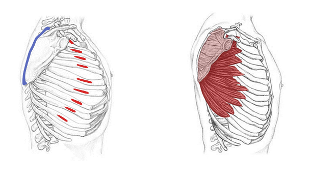 <p>Serratus anterior</p>