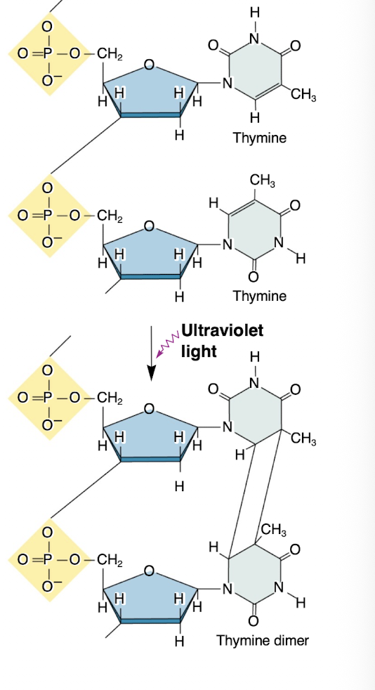 <p>-causes by ultraviolet (UV) light</p><p>-2 nucleotides that should not be binding bind </p><p>-Adjacent thymine bases become crosslinked</p><p>-Thymine dimers interfere with transcription and translation</p><p>-Sun tanning greatly increases exposure to UV light: can increase risk of skin cancer</p>