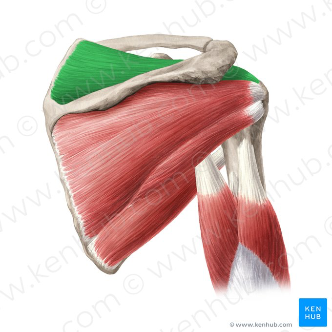 <p>Supraspinatus</p>