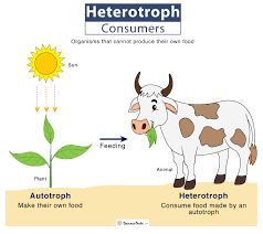<ul><li><p><span style="background-color: transparent;"><em>Heterotrophs</em> are the <strong>consumers in the food chain</strong>, particularly the <u>herbivores</u> are the consumers in the food chain, particularly the herbivores, <u>carnivores</u> are the consumers in the food chain, particularly the herbivores, carnivores and <u>omnivores</u>.&nbsp;</span></p></li><li><p><span style="background-color: transparent;">All animals, some fungi and most bacteria are heterotrophs.&nbsp;</span></p></li><li><p><span style="background-color: transparent;">They are not capable of producing their own food. Therefore, they obtain their energy requirements by feeding on organic matter or another organism.</span></p></li></ul><p></p>