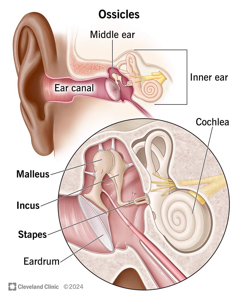 <p>incus</p>