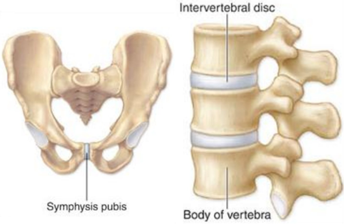 <p>slightly movable joint</p>