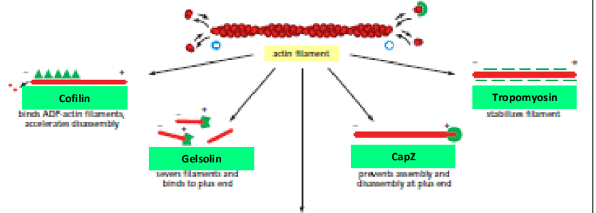 <ol><li><p><strong>Cofilin</strong> = sever (-) ends of actin</p></li><li><p><strong>Gelsolin</strong> = sever actin filaments → cap (+) ends actin</p><ol><li><p>Increase [Ca<sup>2+</sup>] activates gelsolin</p></li></ol></li></ol><p></p><ol><li><p><strong>CapZ</strong> = caps (+) ends of actin</p></li><li><p><strong>Tropomodulin</strong> = caps (-) ends of actin</p></li></ol><p></p><ol><li><p><strong>Tropomyosin</strong> = stabilizes actin filament in muscle cells (actin = contractile muscle)</p><ol><li><p>Binds to sides → less likely G-actin monomer depolymerizes</p></li></ol></li></ol><p></p>