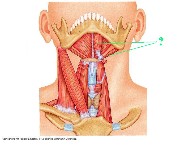 <p>Identify the indicated muscle</p>