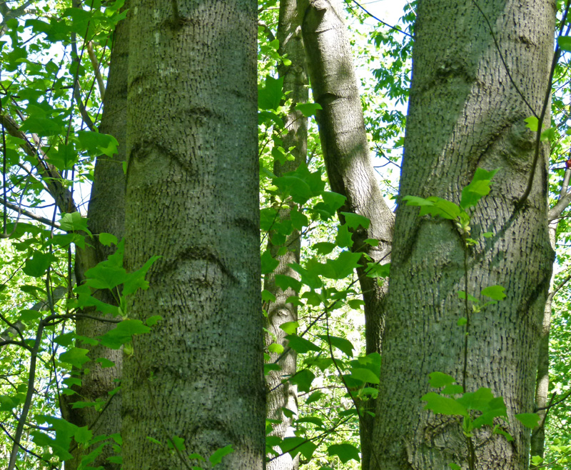 <p>Liriodendron tulipifera</p>