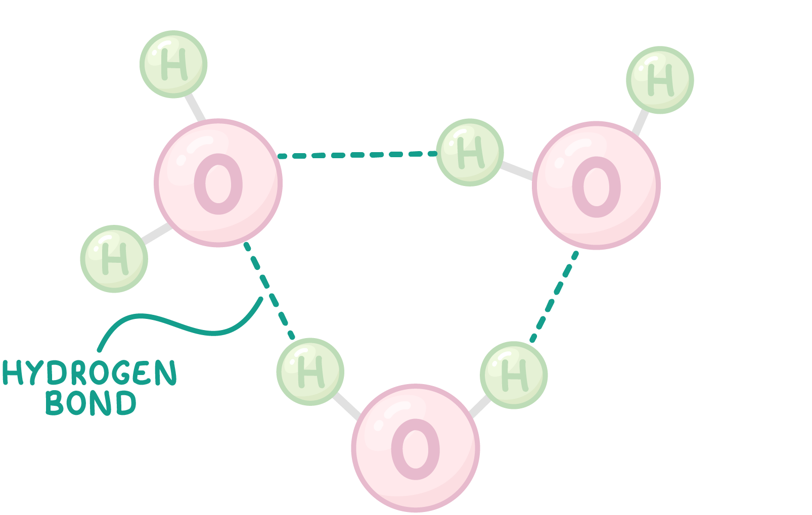 <ul><li><p><span>Each water molecule consists of a partially negative oxygen end and a partially positive hydrogen end. This causes water molecules to interact with one another.</span></p></li></ul><p></p>