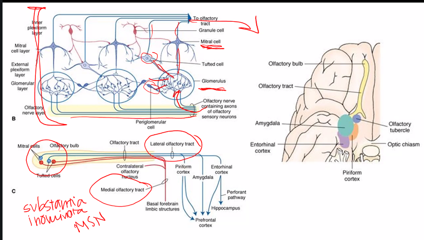 <p>amygdala has to do with fears, especially learned responses to fears.</p>