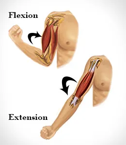 <p>increasing the angles of a joint; movement that straightens a limb</p>